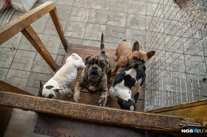 Приют для животных построят в Новосибирске: около 4 500 питомцев обретут дом, и, возможно, найдут новых хозяев