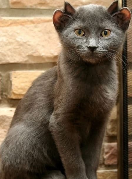 Меня зовут Йода. И да, у меня четыре УХА! Я нашел дом навсегда!