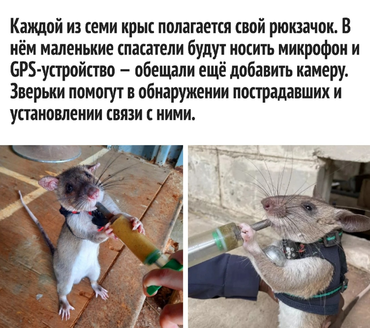 Отряд крыс спешит на помощь, или Поиск людей под завалами