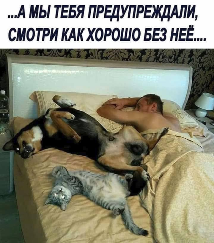 Милые попки домашних питомцев