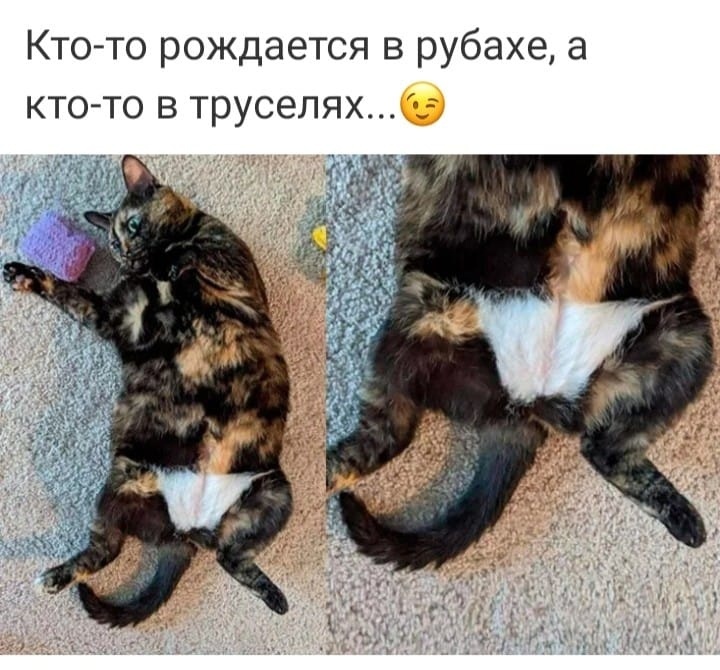 Милые попки домашних питомцев