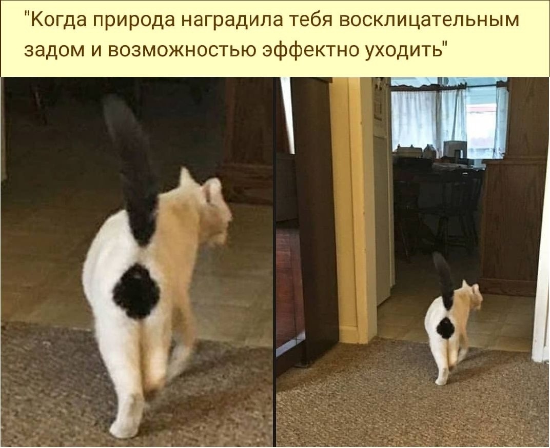 Милые попки домашних питомцев