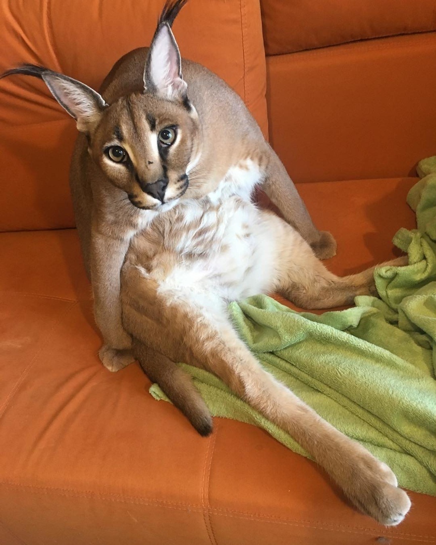 Милые попки домашних питомцев