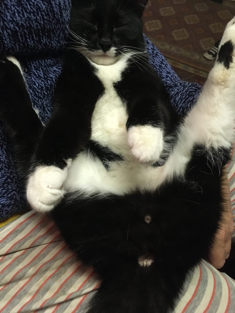 Милые попки домашних питомцев