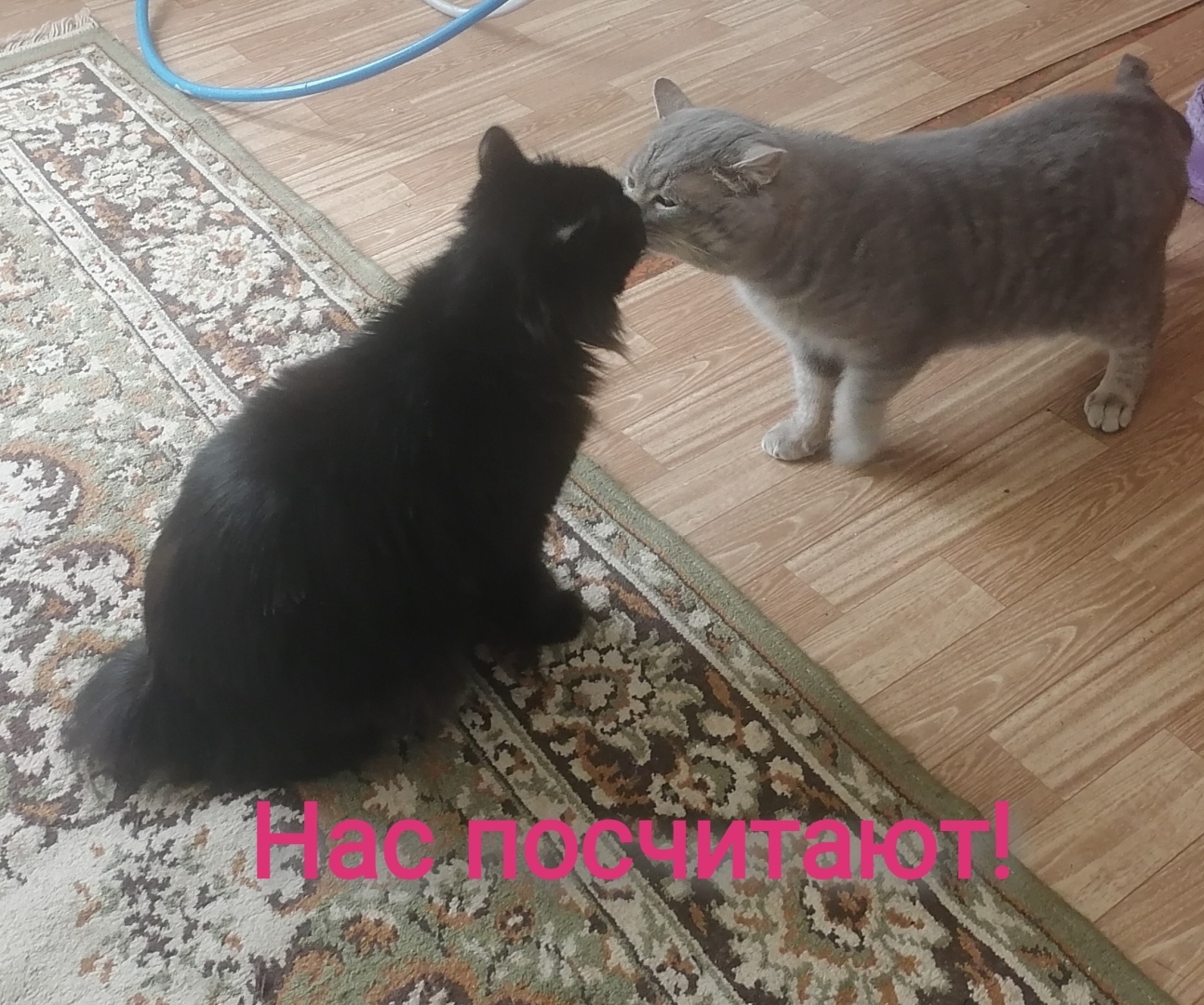 Госдума одобрила регистрацию животных. Ждать ли россиянам введения налога на домашних животных?