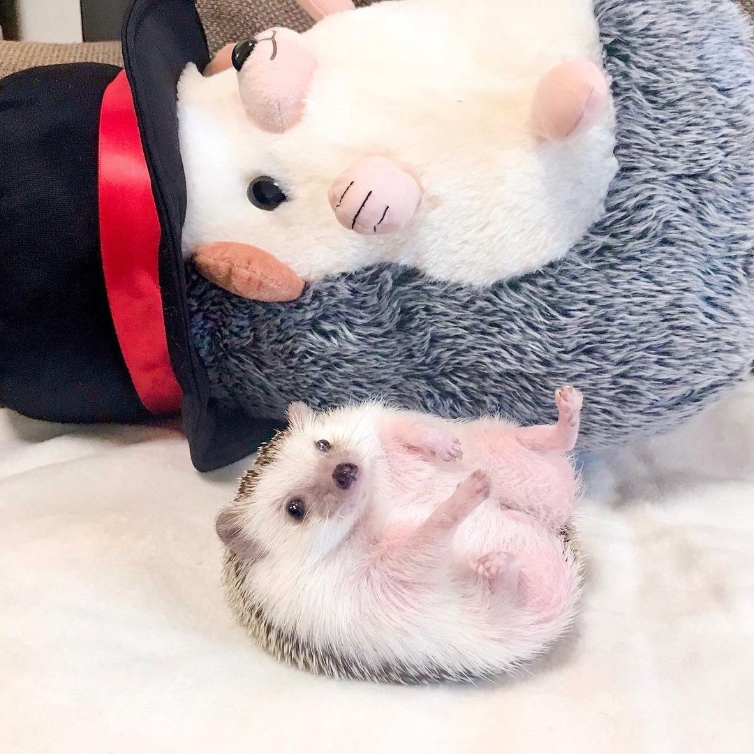 Милые попки домашних питомцев