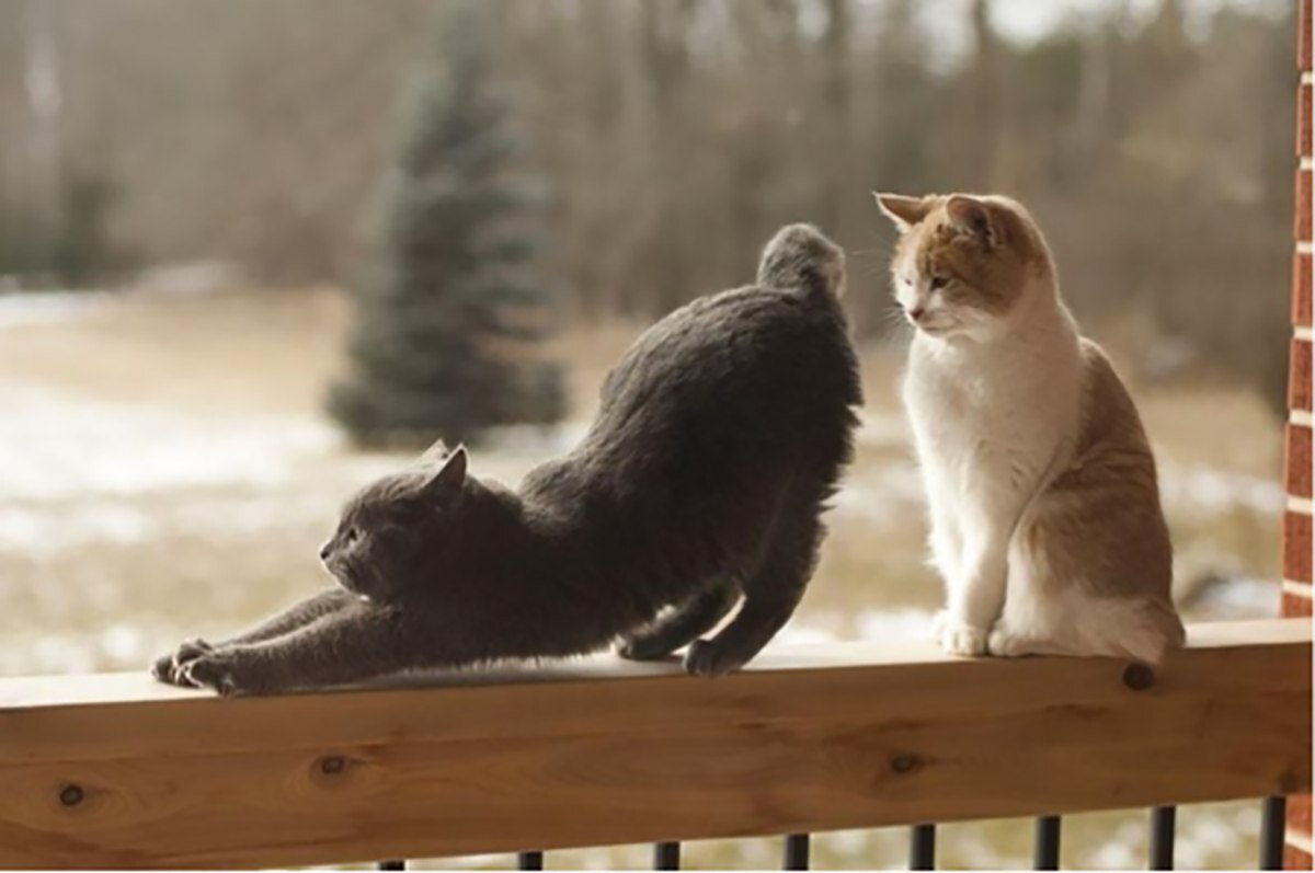 Милые попки домашних питомцев