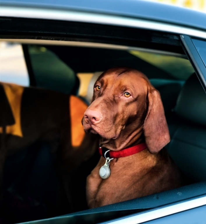 Госдума одобрила регистрацию животных. Ждать ли россиянам введения налога на домашних животных?