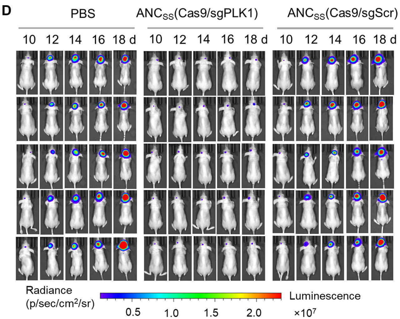 Лечения рака. Нано капсулы доставили генную терапию в мозг и продлили жизнь мышей с раком