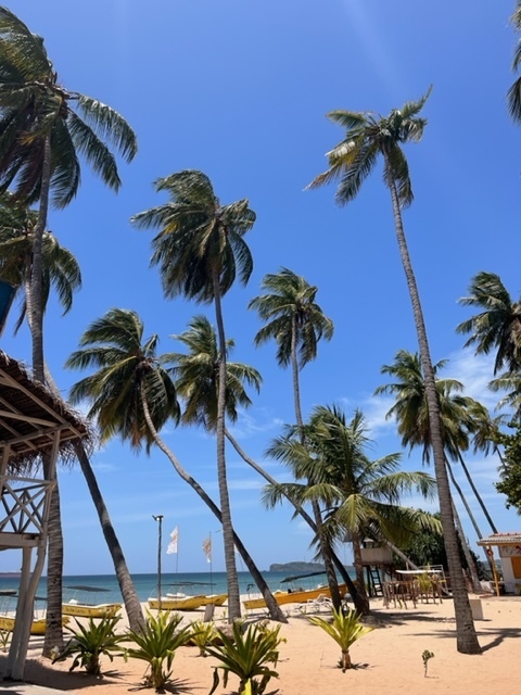 Жизнь других: как Шри-Ланка пытается бороться с экономическим кризисом и причем здесь арестованный самолет "Аэрофлота". Отзыв о туристической поездке