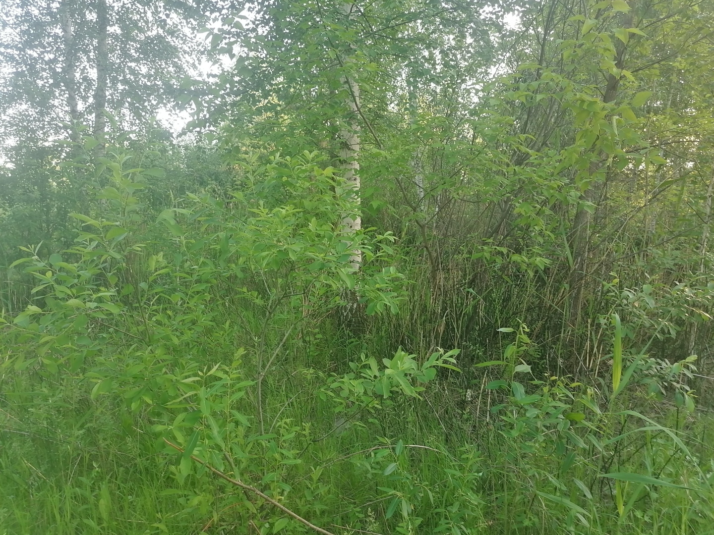 Какой праздник вы отмечаете сегодня: День России или Троицу? Что не рекомендуют делать 12 июня