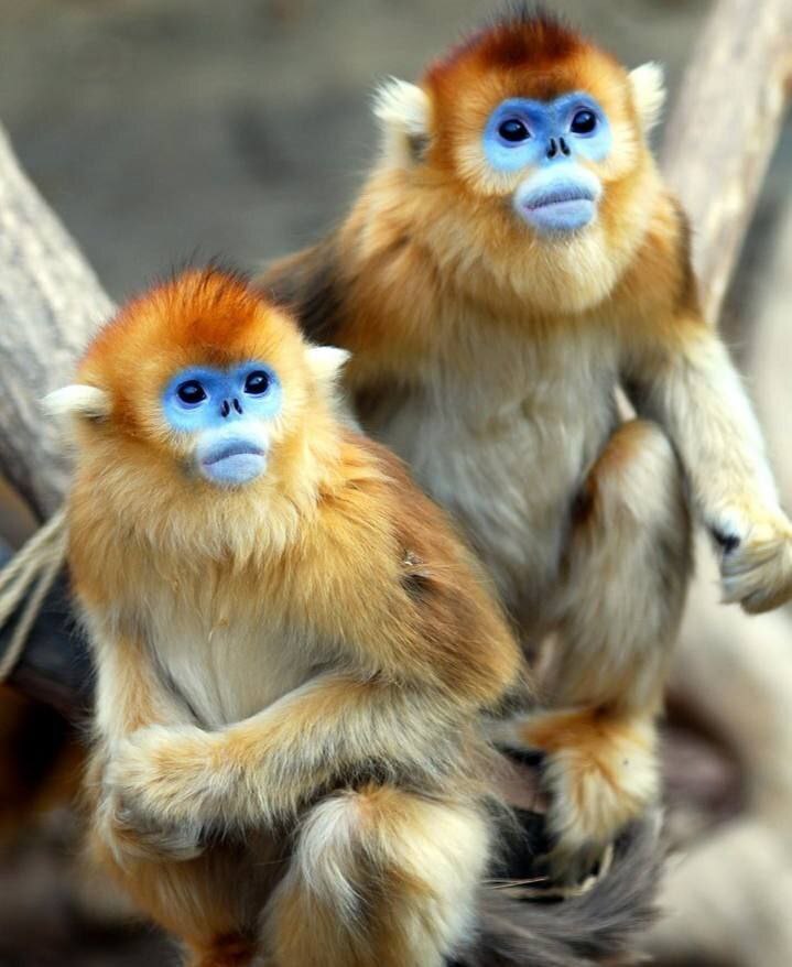 Обезьянья оспа практически не поражает женщин.