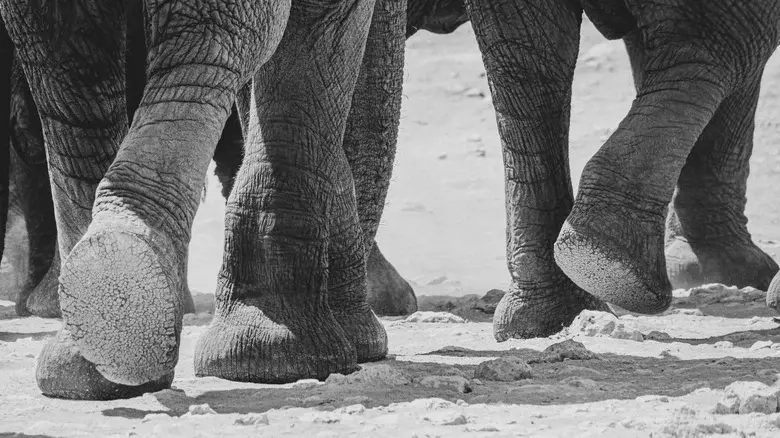 Слоны используют свои ноги неожиданным образом.