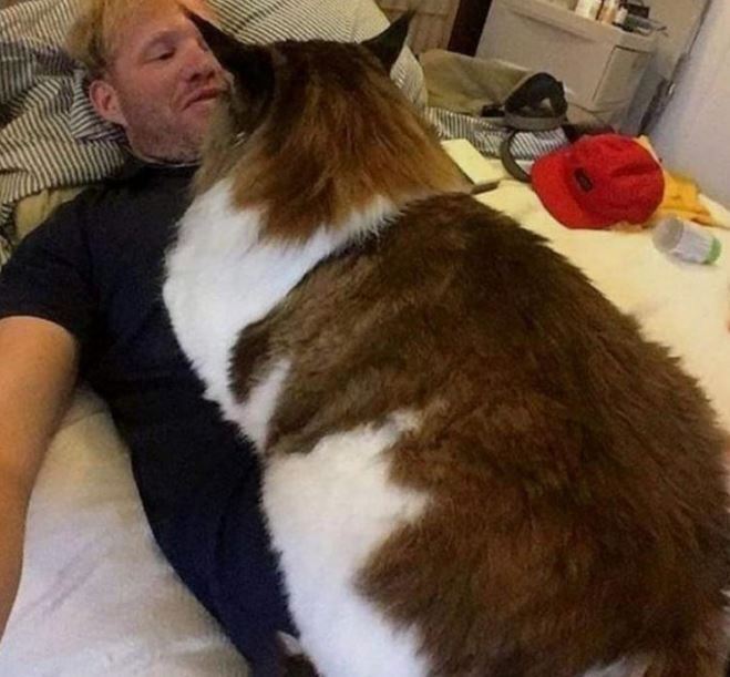 Взгляните на 5 невероятно больших домашних кошек, которые поразят вас