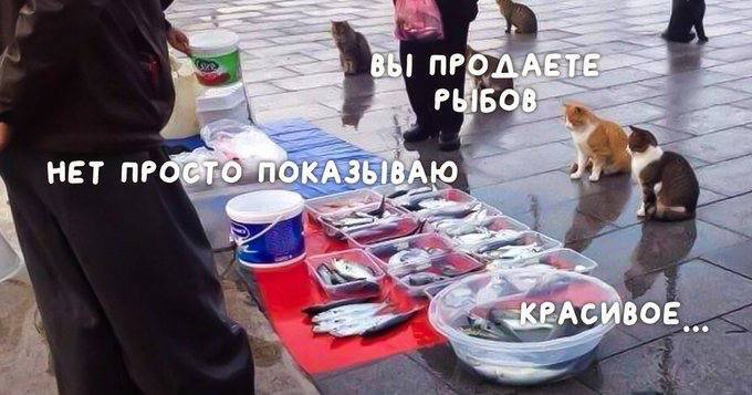 Новости от Дорогой Хурмы