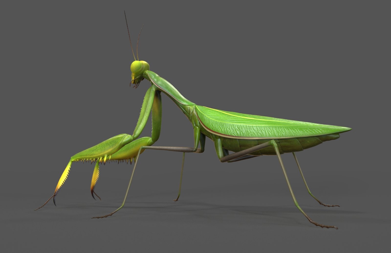 занятие богомола. богомол обыкновенный. Ischnomantis gigas богомол. лишайниковый богомол. мурашины богомол.