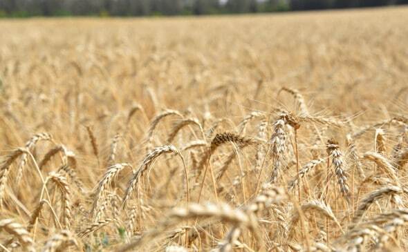 ❗️На форуме ВТО заверили, что Россия останется на рынке продовольствия.