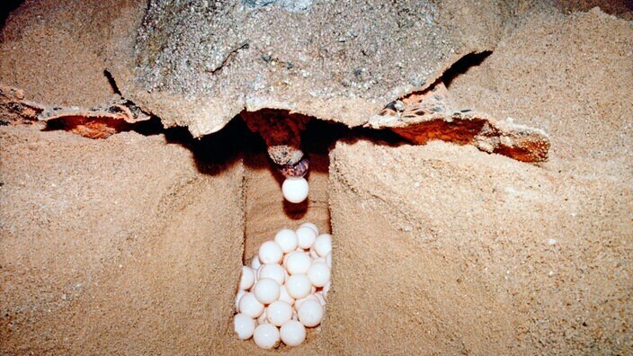 На протяжении более 200 миллионов лет черепахи населяли нашу планету. Таким образом, они являются одними из старейших позвоночных.