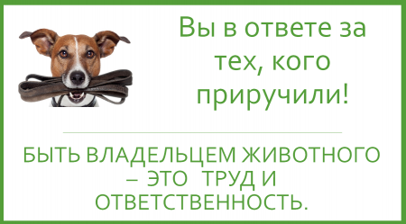 Обязанности владельцев домашних животных – что говорит закон?