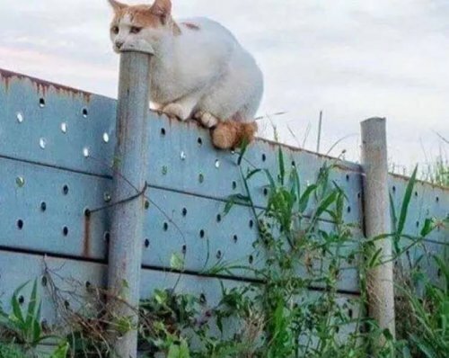 Смешные фото в стиле "обман зрения" или "Показалось".