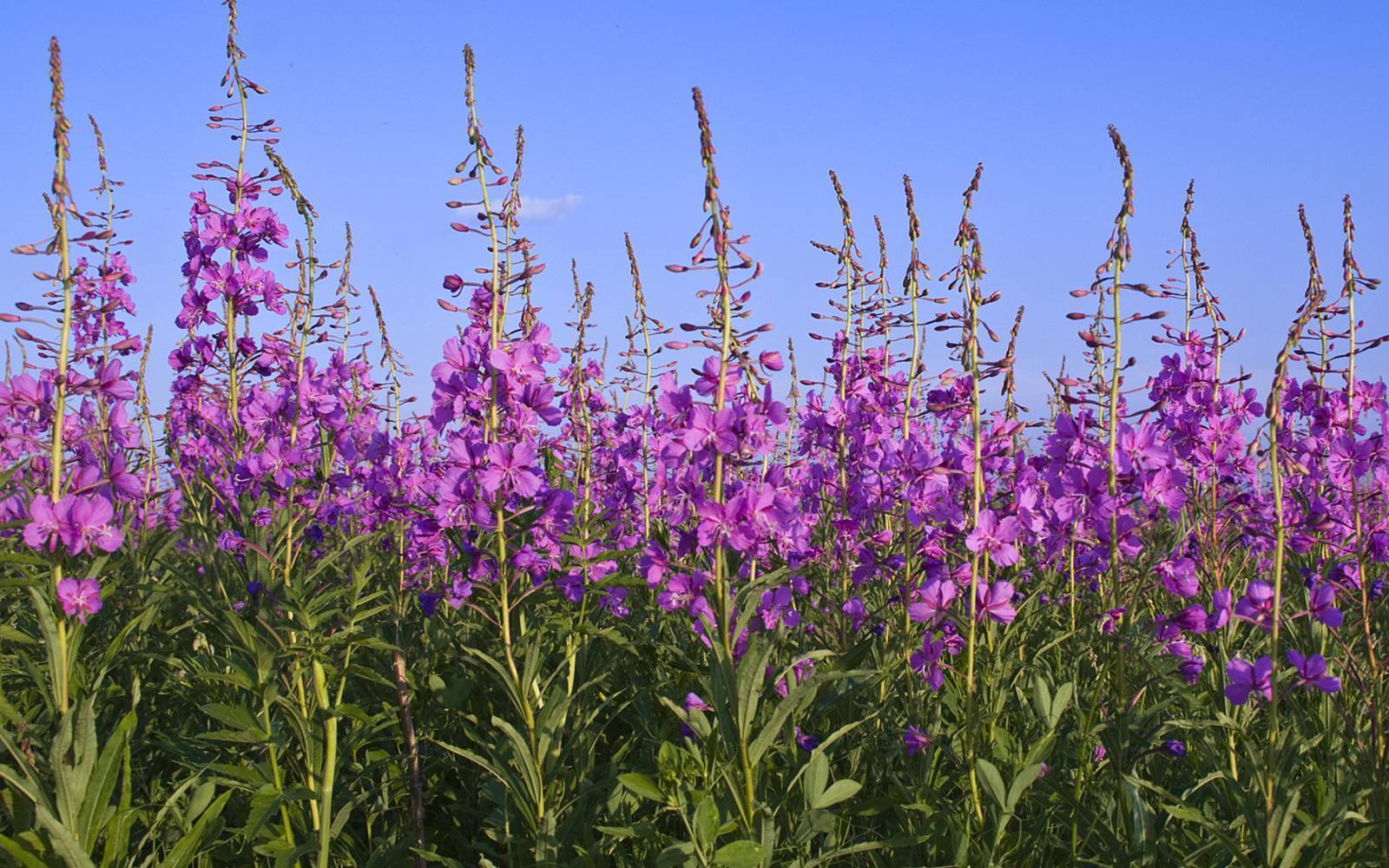 -Выпей настоящего чайку, позабудешь про тоску! - Или что мы пьем?