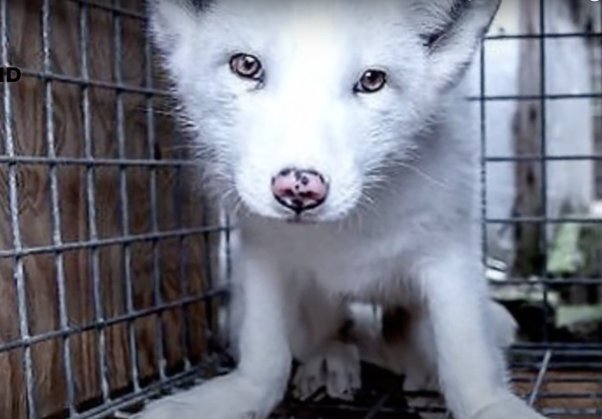 Испуганный лисенок на незаконной меховой ферме посмотрел на человека и умолял освободить его.