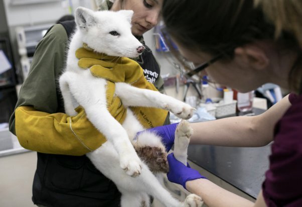 Испуганный лисенок на незаконной меховой ферме посмотрел на человека и умолял освободить его.