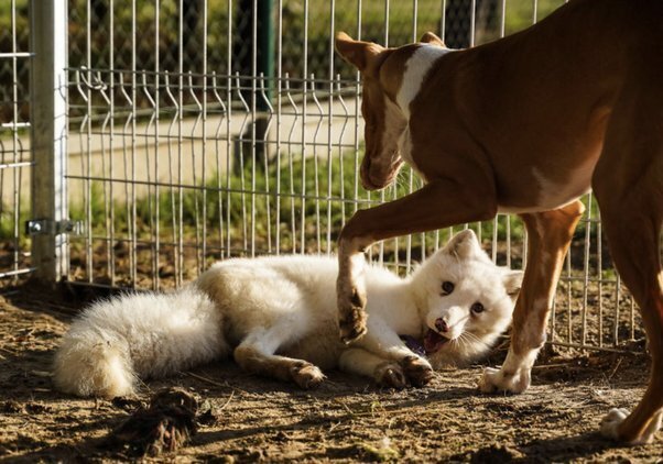 Испуганный лисенок на незаконной меховой ферме посмотрел на человека и умолял освободить его.