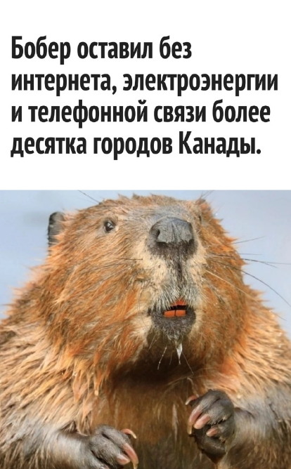 Без интернета, электроэнергии и телефонной связи, или Как бобёр лишил всех благ цивилизации