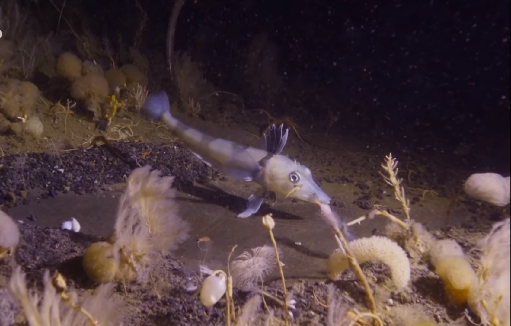 И в суровых условиях антарктики может существовать жизнь.