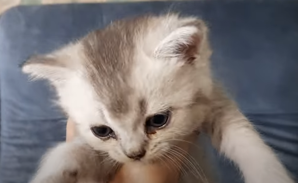 Как назвать? Нужна ваша помощь.