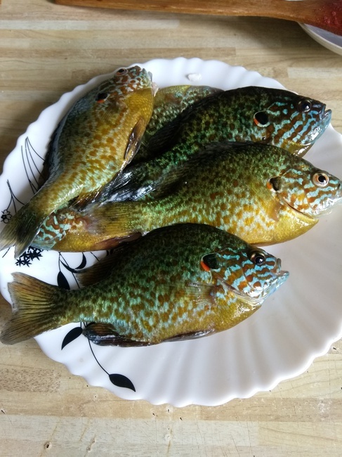 Рыбная ловля калифорнийского окуня на крымском водоёме