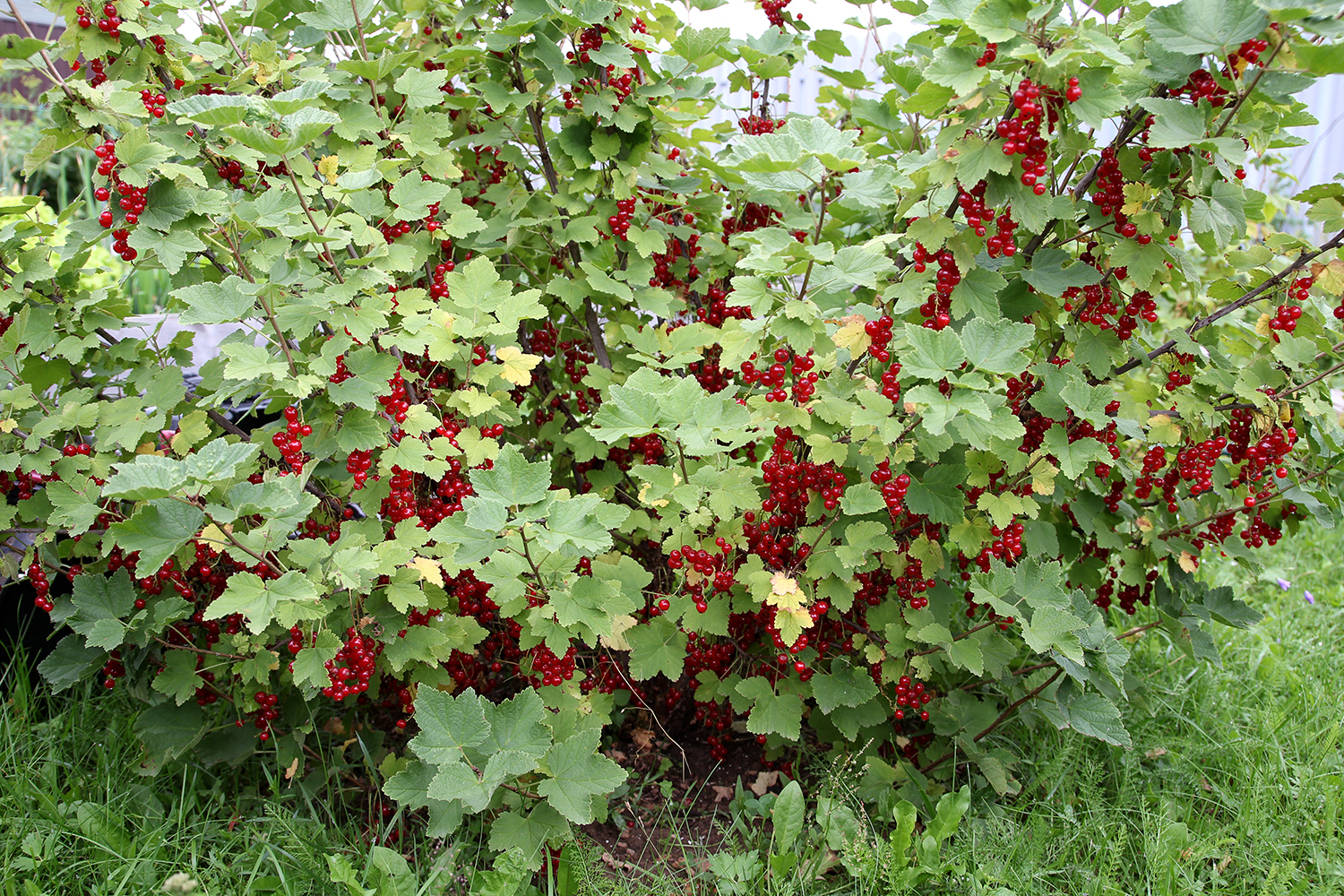 Лечебные чаи бабы Василисы или волшебный самовар.
