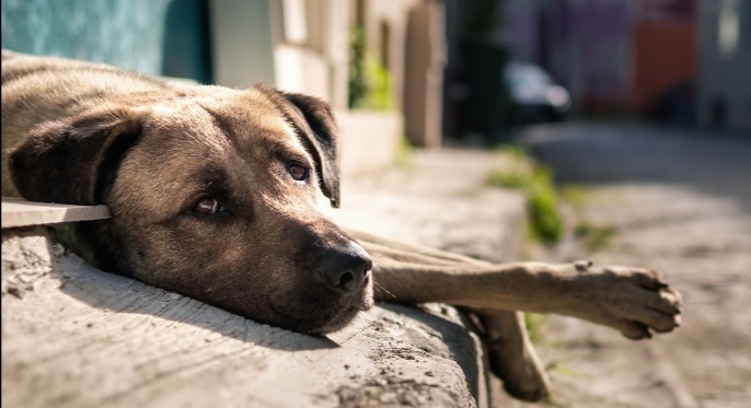 Убить проще, чем лечить? 80 % населения проголосовало за усыпление бездомных собак