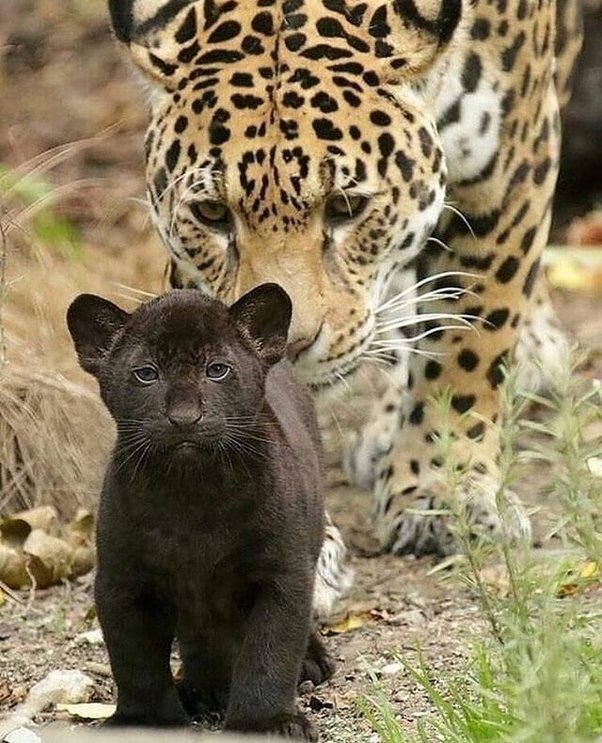 Ягуар и ее механистический детеныш.