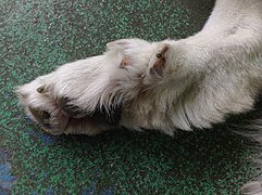 Каковы семь различий между собаками и волками, о которых большинство людей не знают?