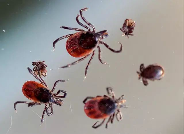 Что делать, если укусил клещ - советы врача