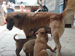 Каковы семь различий между собаками и волками, о которых большинство людей не знают?