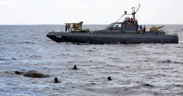 Водолазы ВМС спасают истощенного слона в Индийском океане