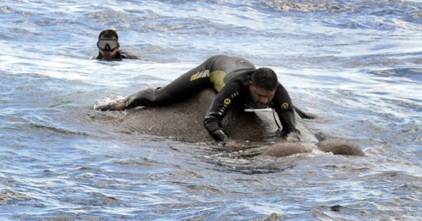 Водолазы ВМС спасают истощенного слона в Индийском океане