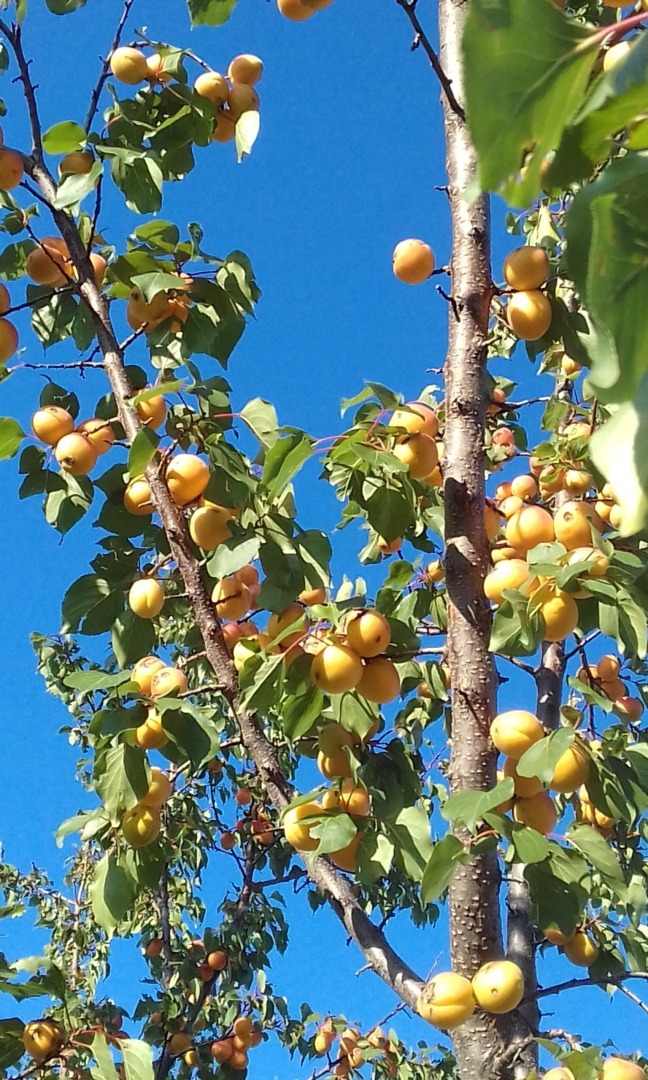 Сколько стоят свежие витамины? Что можно купить на 1000 рублей.