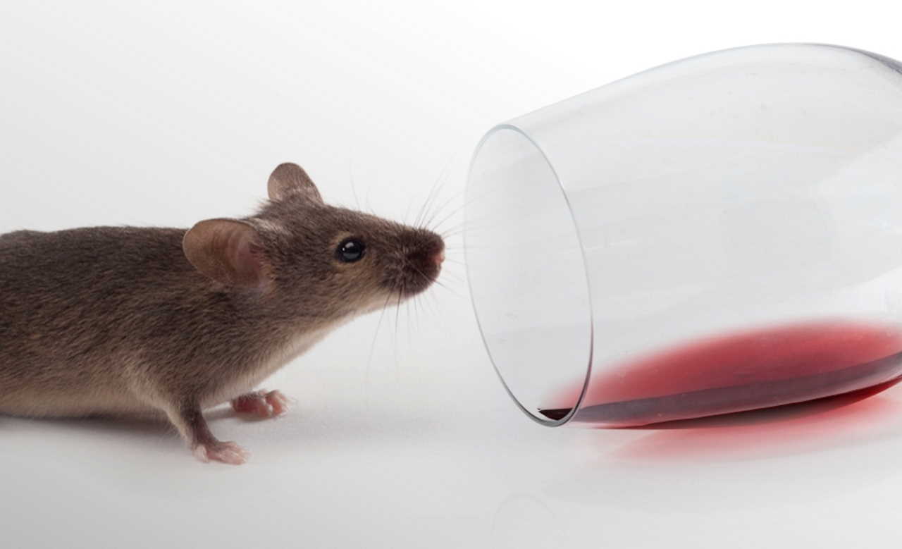 Комбинация двух лекарств уменьшила тягу зависимых мышей к алкоголю.