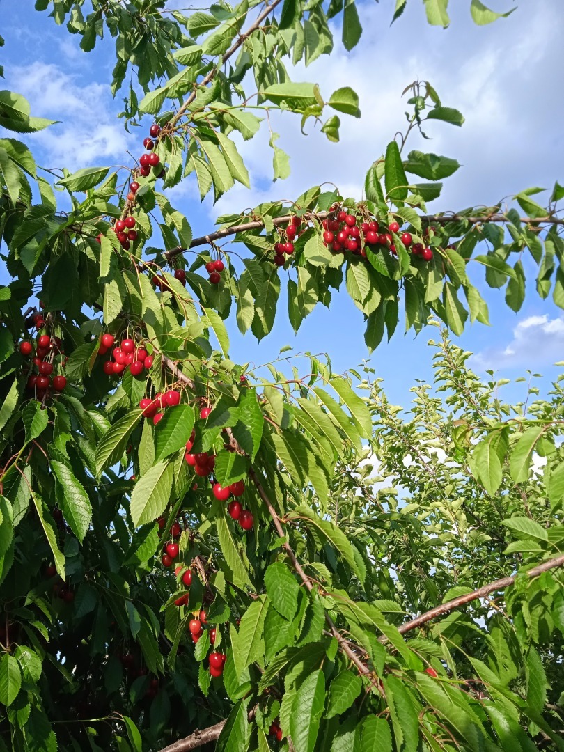Черешня "Ипуть" – красавица моего сада: мой опыт выращивания и фото полученного результата