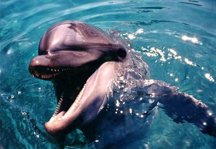 Интересные факты, которые Вам будут интересны ( четвертая часть )