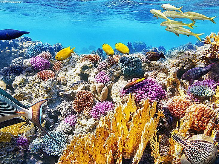 Подводная страна чудес Патагония