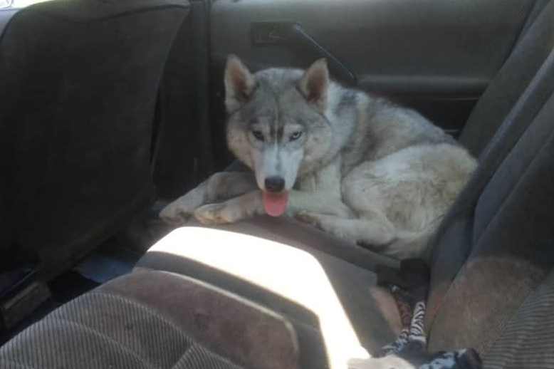 Русская женщина и грустная Хаски (Волк скрыться не смог).