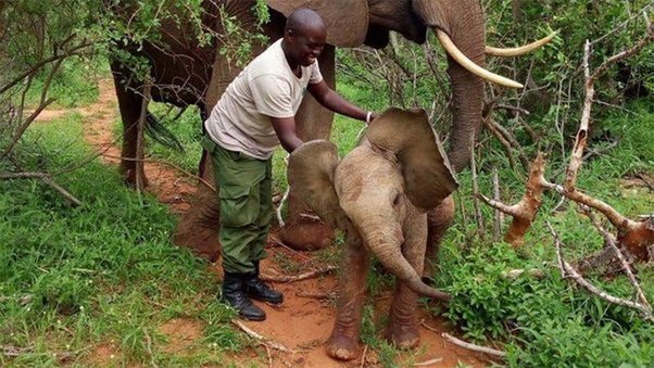 Гордая мать-слониха приносит своего новорожденного ребенка, чтобы познакомиться с людьми, которые спасли ей жизнь.