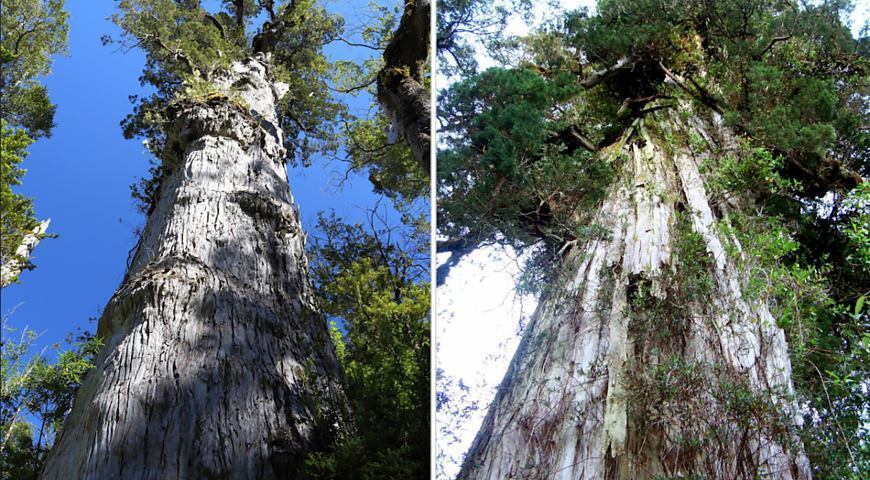Старейшему дереву на планете... 5484 года!