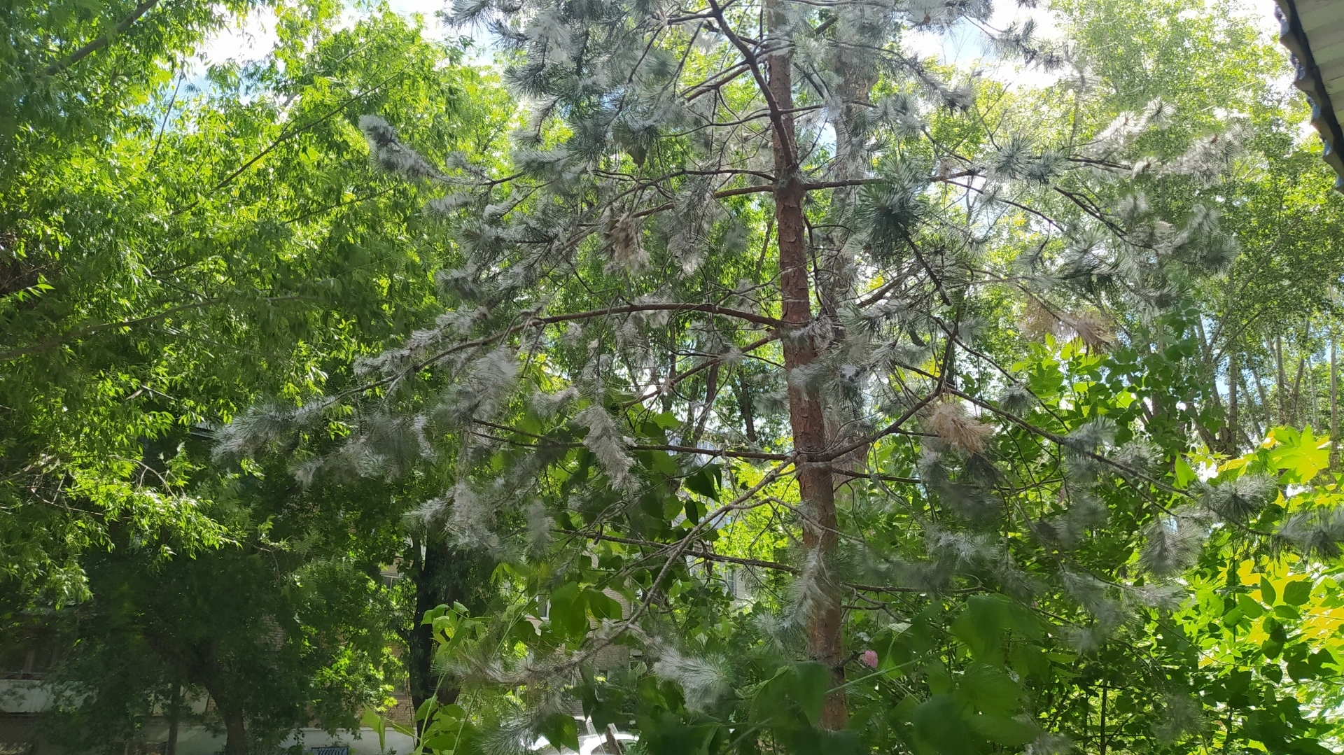 У нас как то так... Аллергики! АУ! Как у Вас дела?