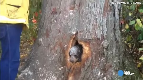 Эмоциональное спасение медведя затронет ваше сердце.
